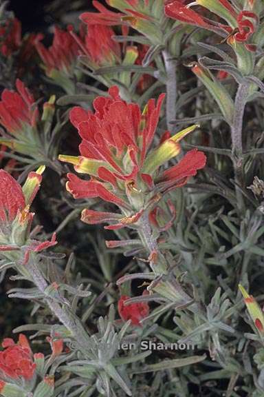 castilleja foliosa 1 graphic